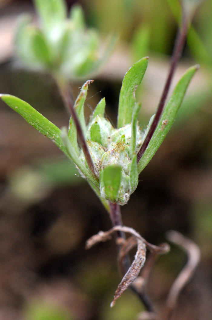 Arizona Cottonrose has inconspicuous flowers that are yellow. The roundish or globose inflorescence opens with leaves extending beyond the inflorescence as shown in the photo. Logfia arizonica